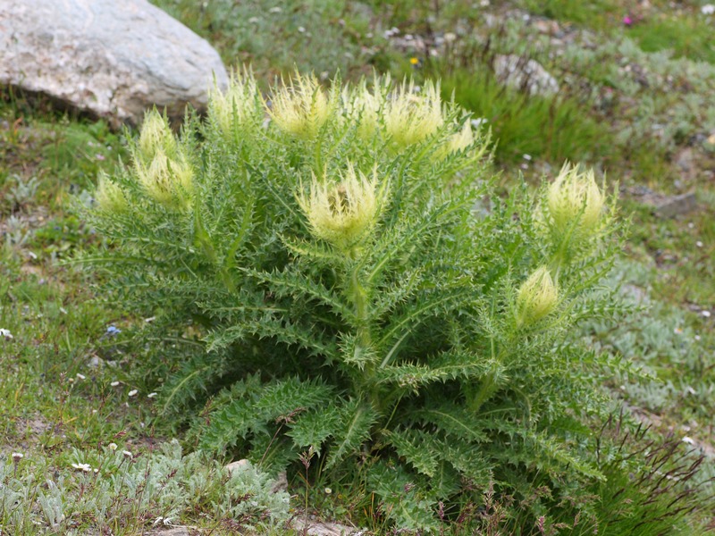 Cirsium spinosissimum / Cardo spinosissimo